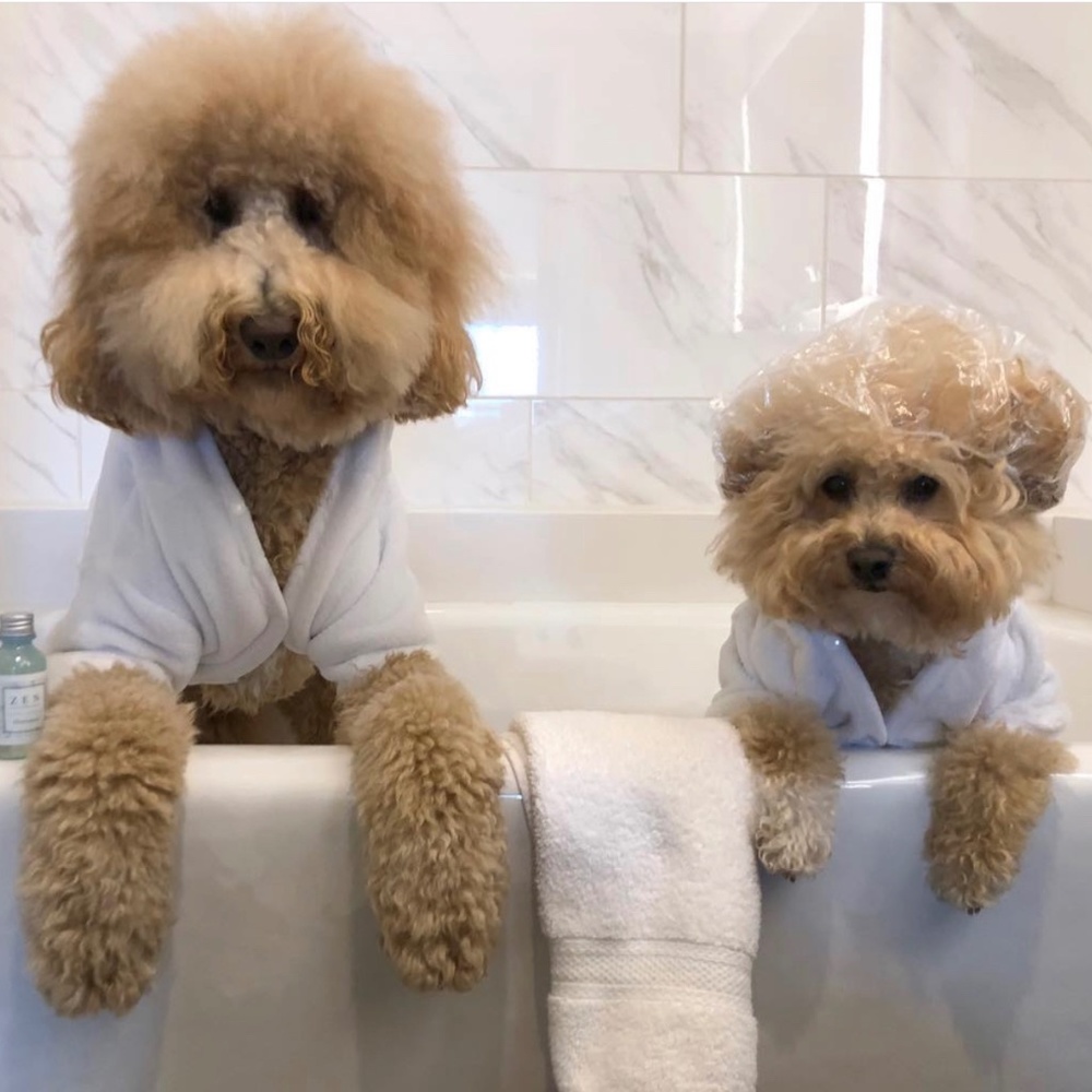 Hapu Dog Bath Robe - White - XS and M/L